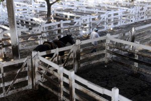 DYN16, BUENOS AIRES, 11/03/2015, PARO DE 3 DE LASENTIDADES DEL CAMPO QUE AFECTA EL INGRESO DE ANIMALES AL MERCADO. FOTO:DYN/LILIANA SERVENTE.